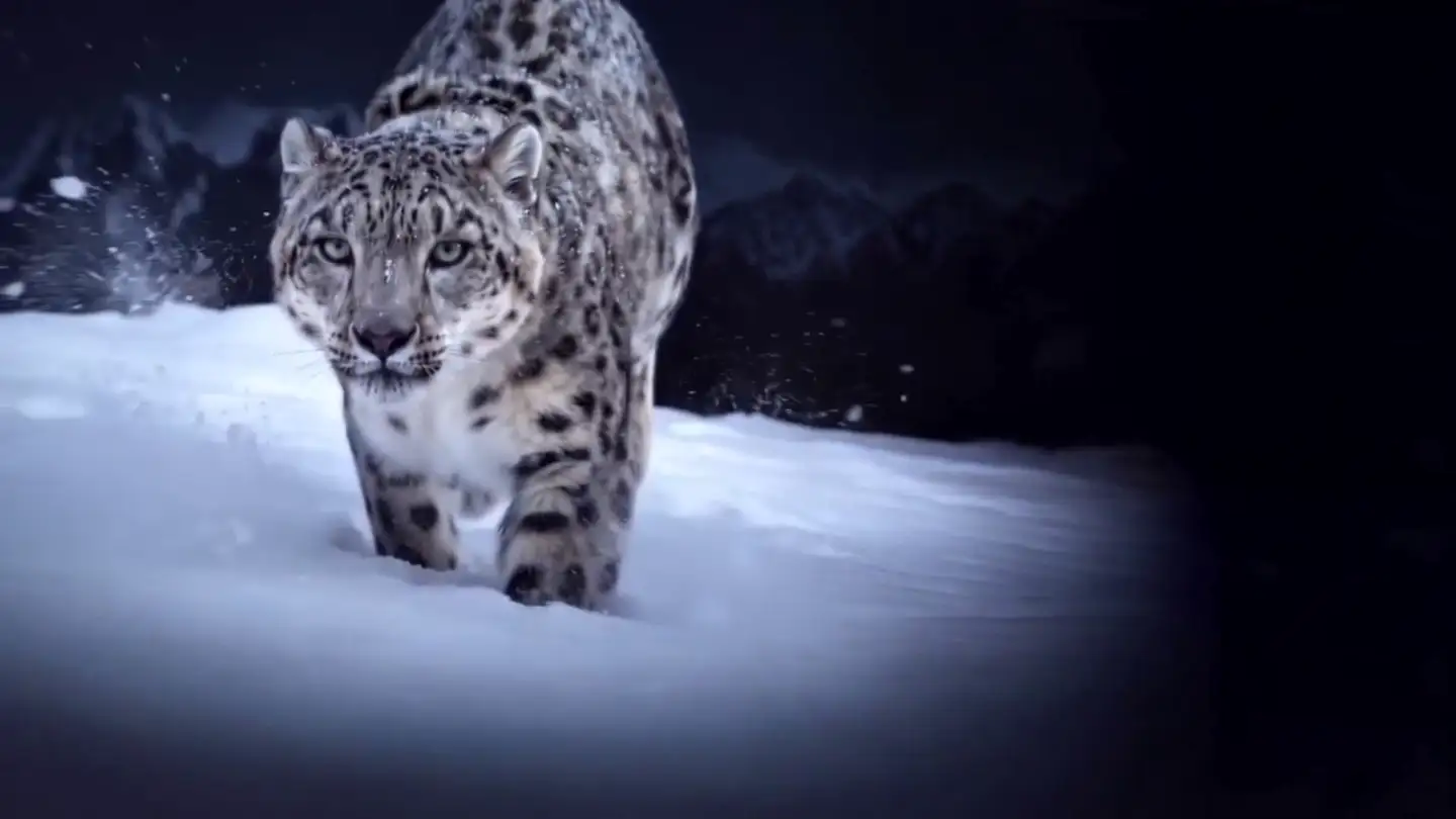 A snow leopard walking head-on across open snow at night.