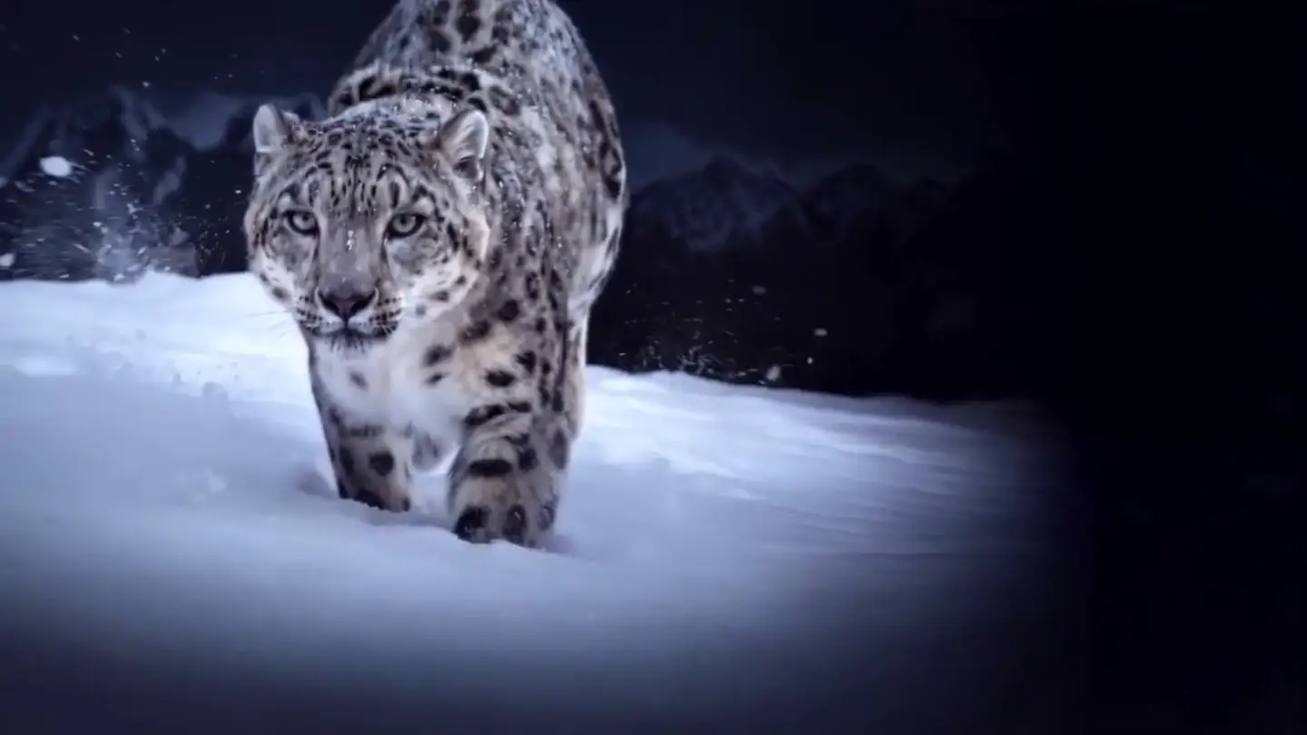 A snow leopard walking head-on across open snow at night.